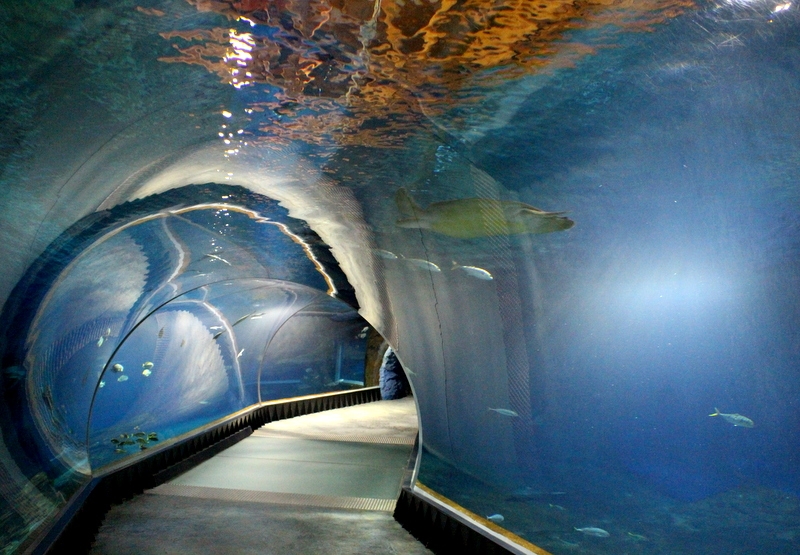 Tunel podwodny we wrocławskim Afrykarium. AG
