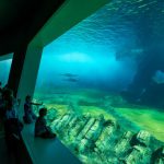 teatowanie_afrykarium28