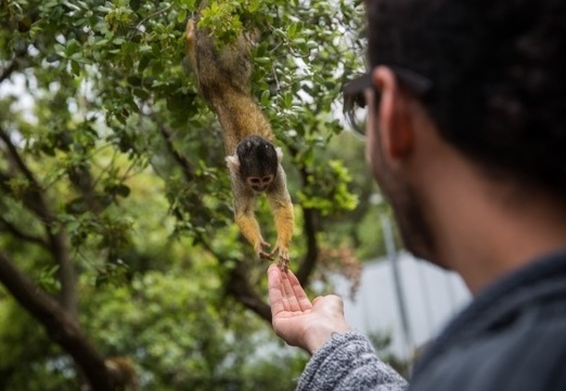 Yodfat Monkey Forest archiwum GoIsrael