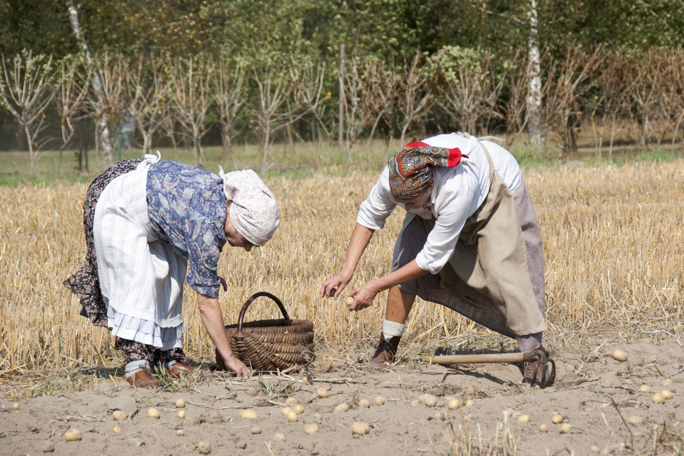 Wykopki 2019 fot. Dariusz Krześniak