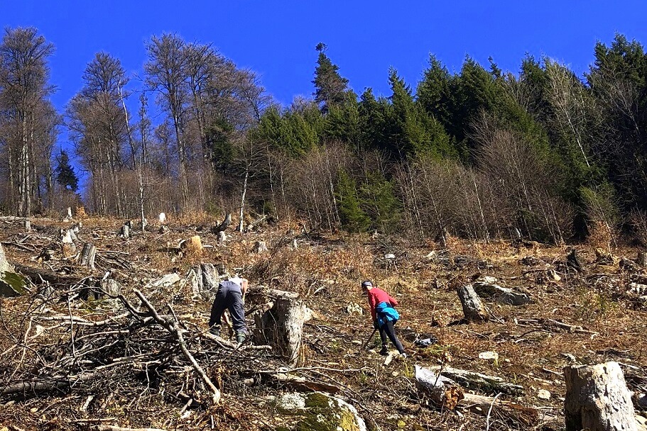Nasadzenia na stokach południowych Chopka w NIżnych Tatrach Sadzenie drzewek w Jasnej
