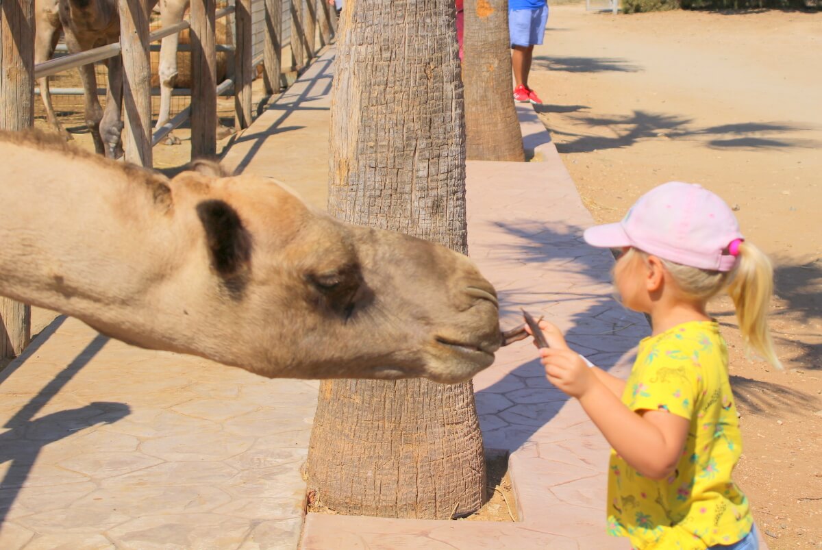 Camel Park - tu rządzą wielbłądy i dzieci