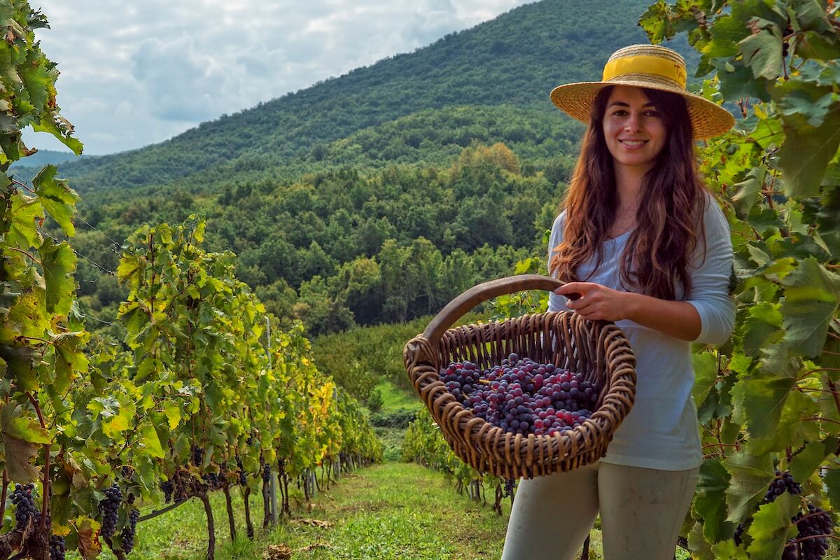 wina Grecji Naousa Dalamaras Merakos