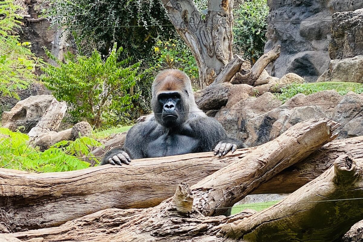 Loro Parque, wybieg dla goryli 