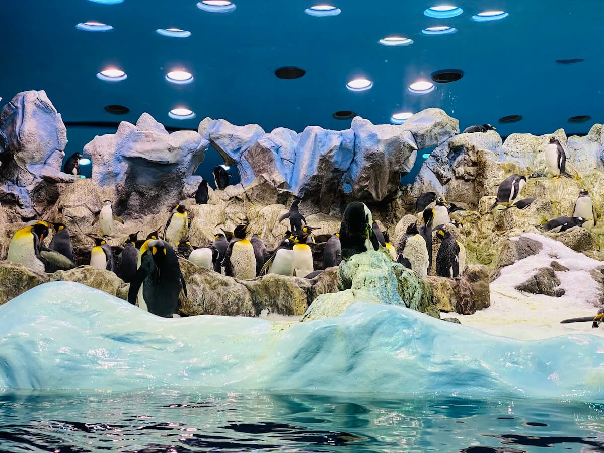 Loro Parque wyspa dla różnych gatunków pingwinów