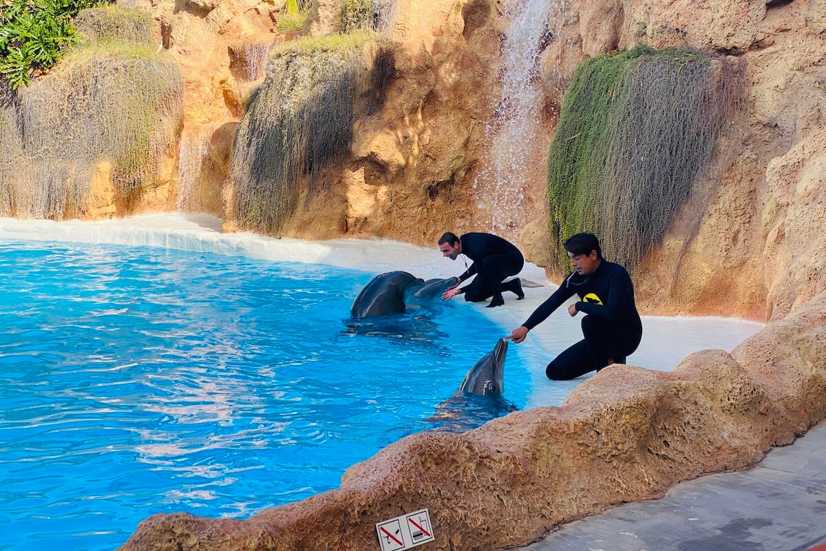 Loro Parque / pokaz delfinów