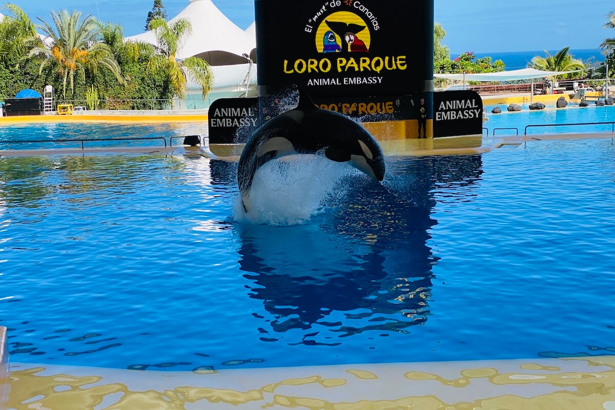 Loro Parque pokaz orek