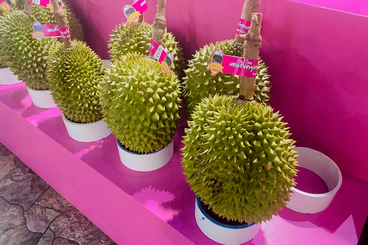 Durian, jeden z najbardziej kontrowersyjnych owoców na świecie
