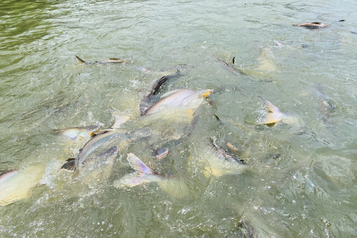 Ryby czują się bezpiecznie w sąsiedztwie świątyni 