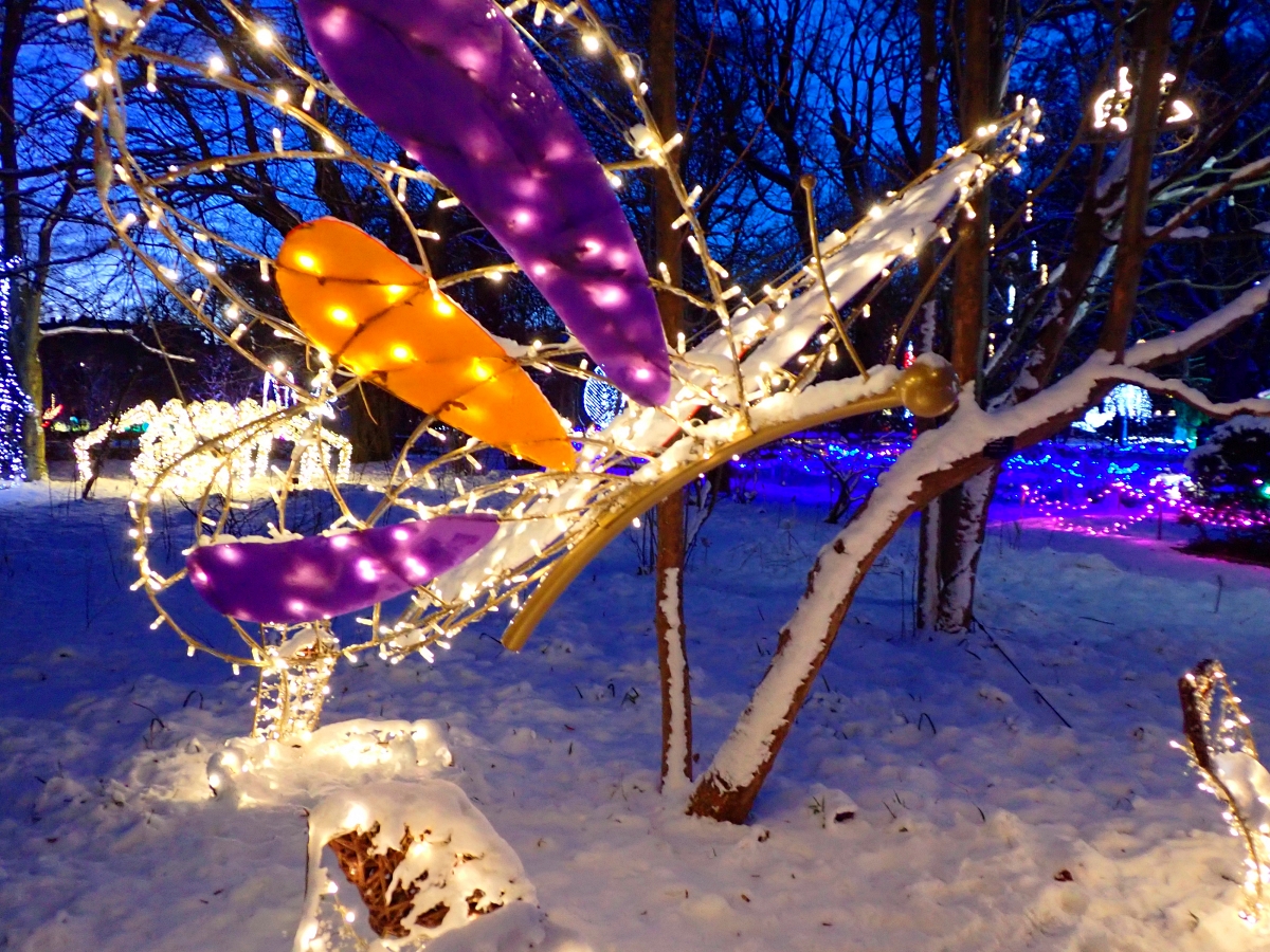 Magiczny Botaniczny od kilku lat otwarty jest także zimą. /fot. Mieczysław Pawłowicz