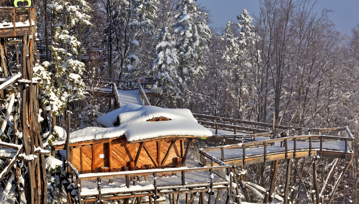 Zanim dojdziemy na szczyt wieży w Słotwinach, idziemy w koronach drzew./fot. Mieczysław Pawłowicz