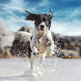 dog