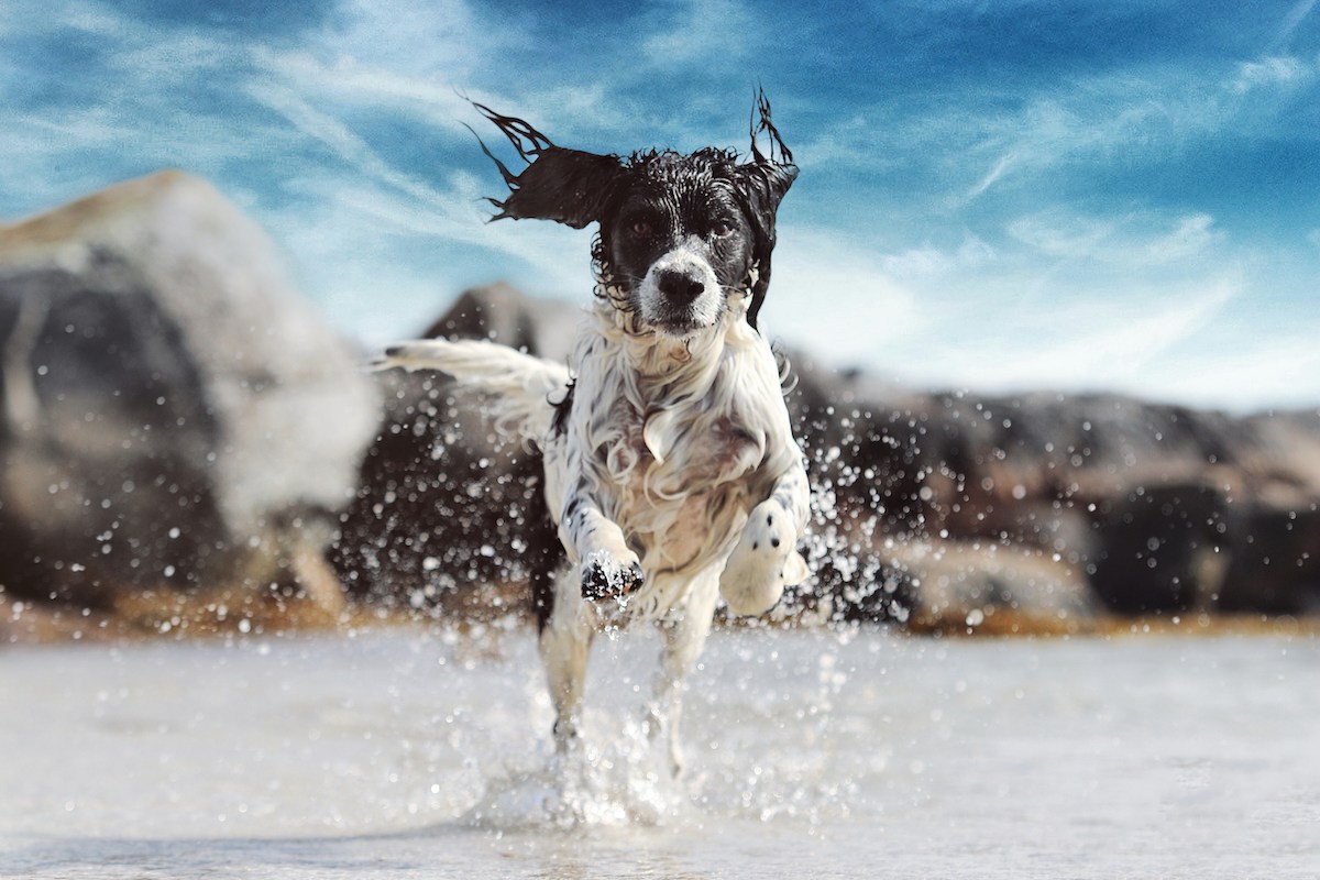 dog
